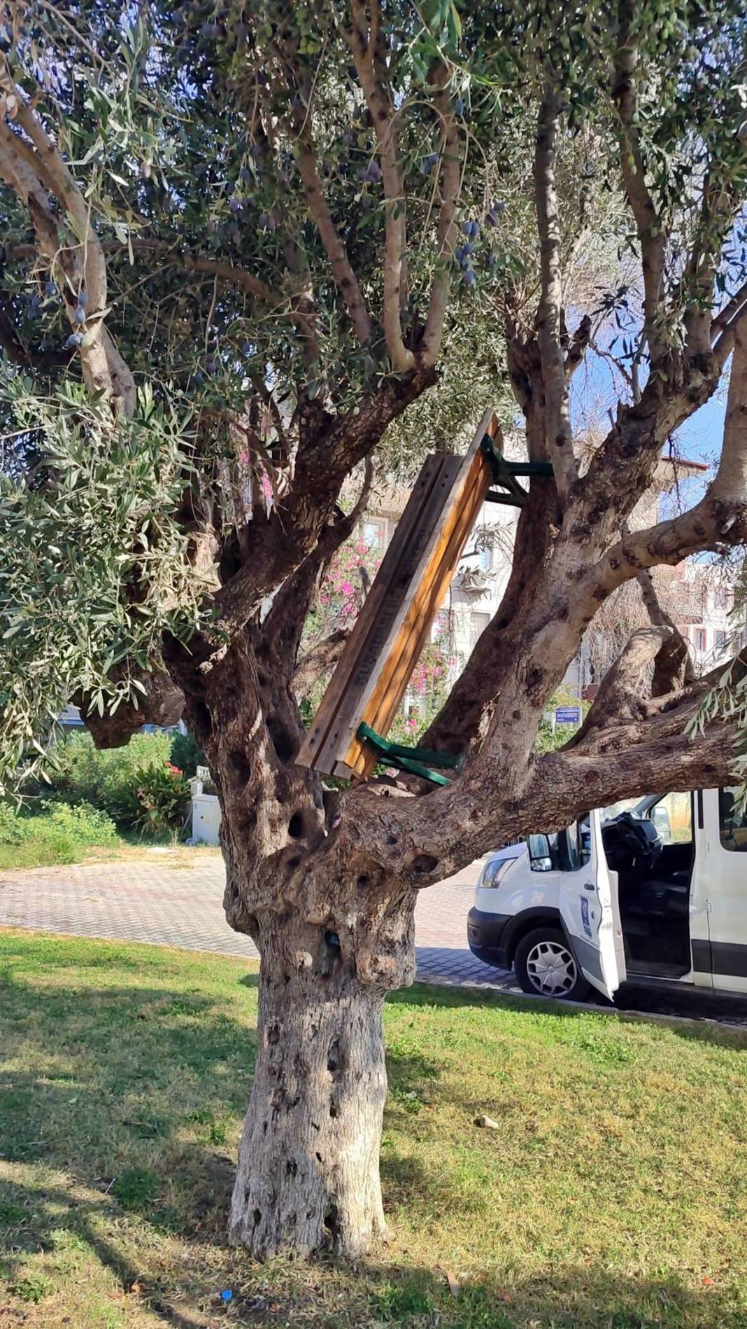Zeytin ağacına asılı halde bulundu! Belediye ekipleri güçlükle indirebildi 1